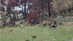 caza cazadores perros