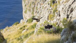 Nido de buitres negros.