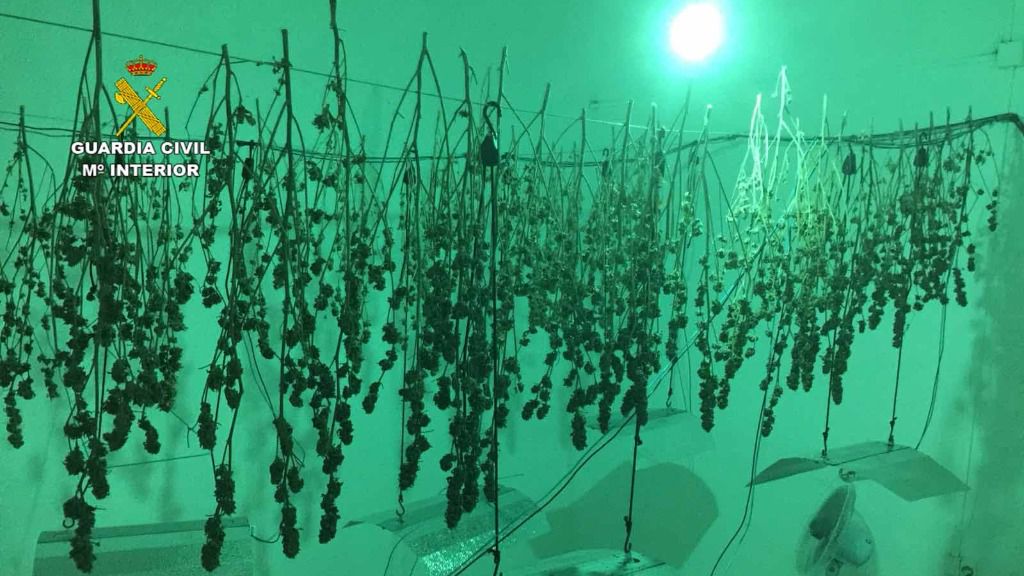 Imagen de la plantación