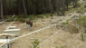 Imagen de uno de los burros