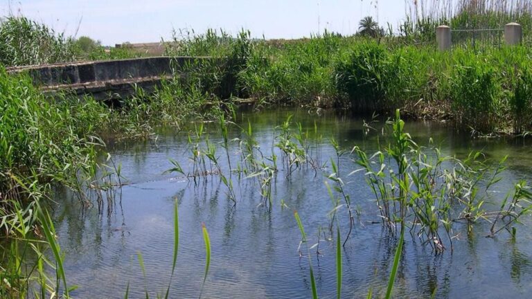 s albufera