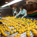 mujeres trabajando