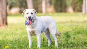 Adopci&oacute;n perros Son Reus