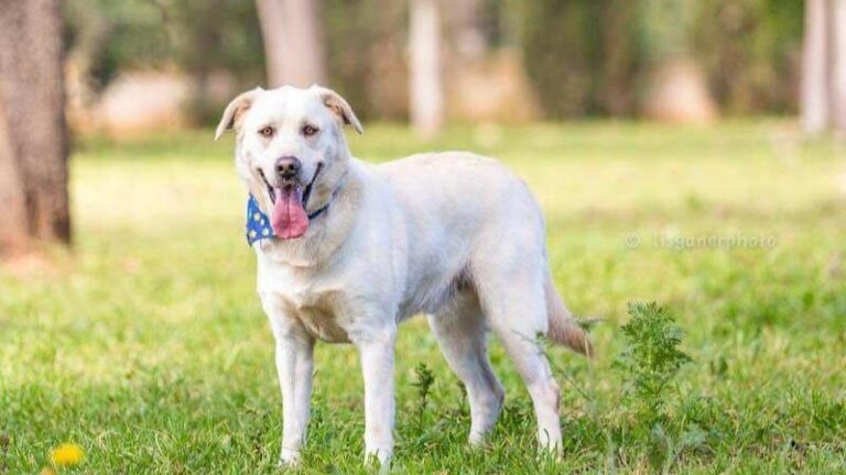 Adopción perros Son Reus