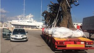 Xylella fastidiosa olivo