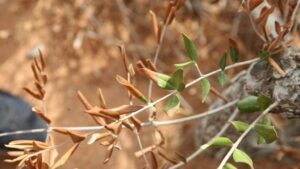 xylella