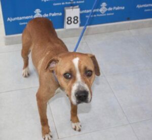 www.mallorcadiario.com_galerias-noticias_galerias_516017_bf0a81c7-0cde-46d0-9152-c75eab93be3d