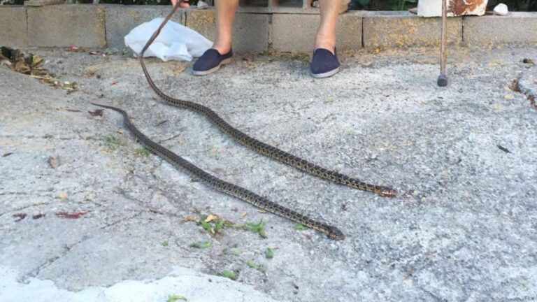 serpiente