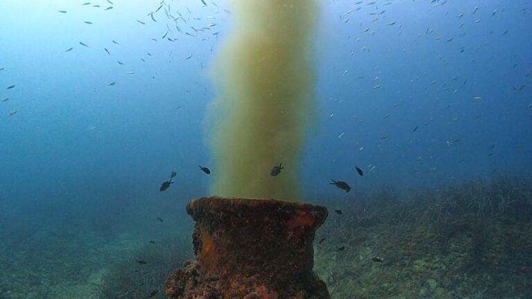 Posidonia, emisaris y fondeos