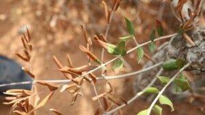 xylella