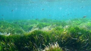 posidonia