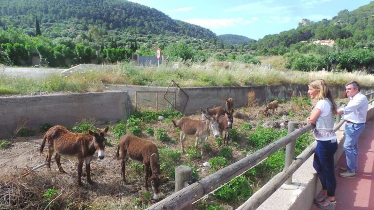 burros
