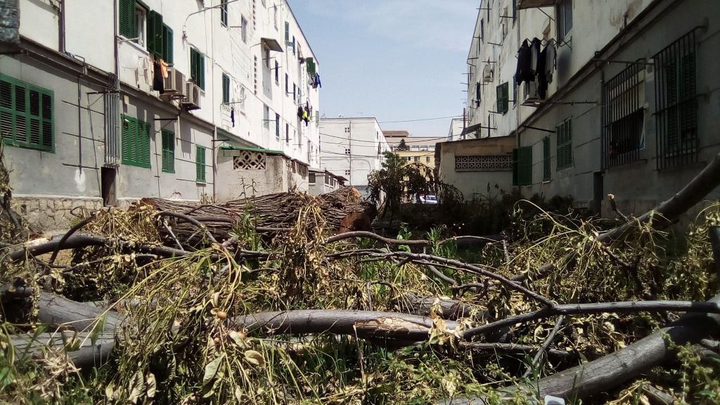 Árboles por los suelos, en Camp Redó