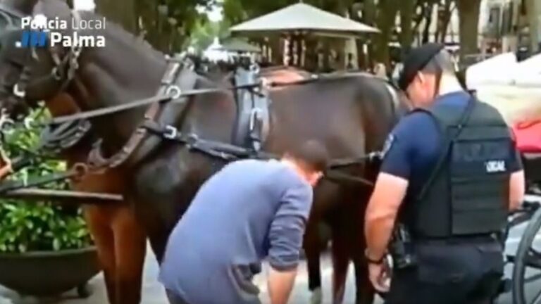 galera palma galeras