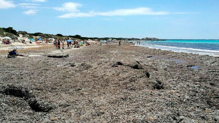 playa sa rapita posidonia