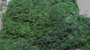 200 kilos de Fonoll Mar&iacute;