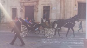 galera caballo palma