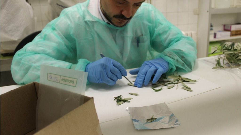Xylella fastidiosa