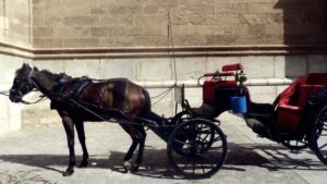 Caballo a pleno sol en la Plaza de La Seu