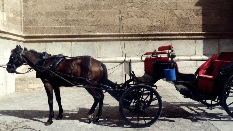 Caballo a pleno sol en la Plaza de La Seu