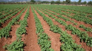 campo agricultura