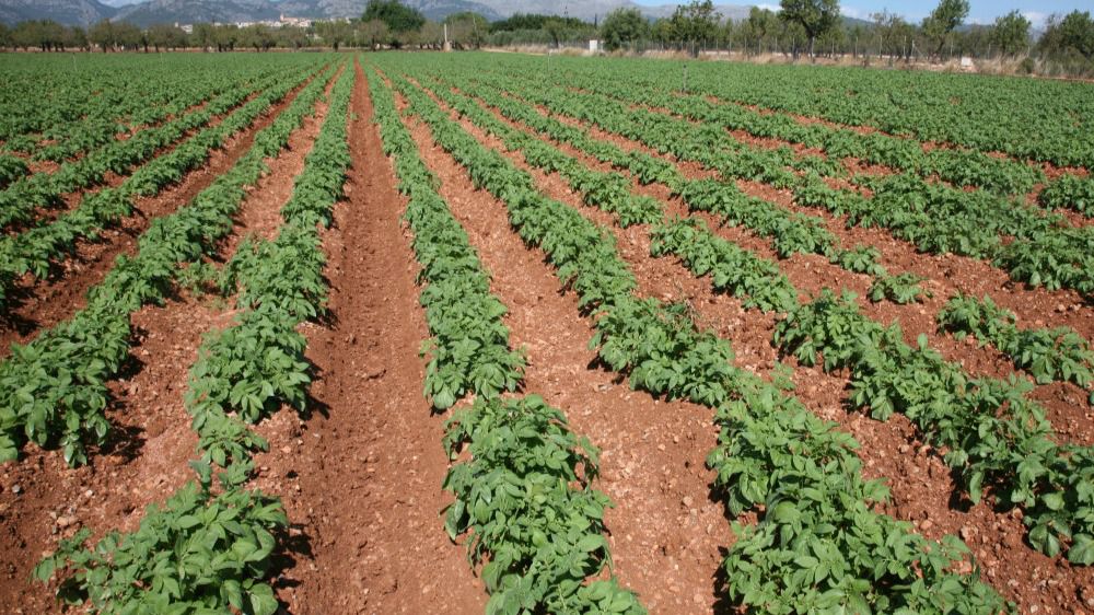 campo agricultura