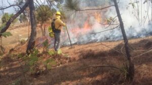 incendio forestal