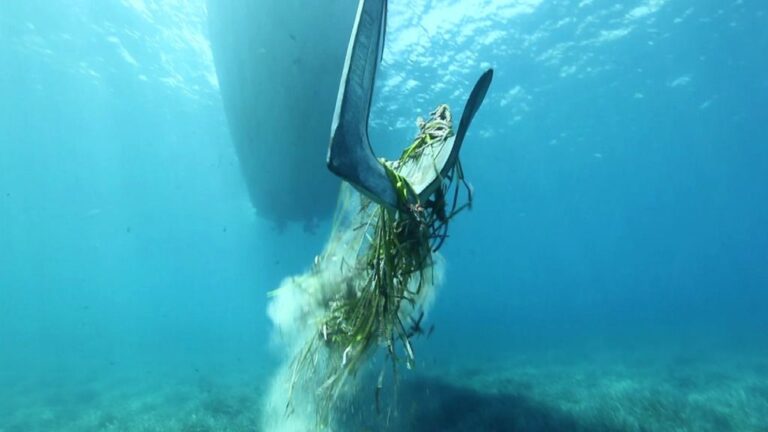 Posidonia, emisaris y fondeos