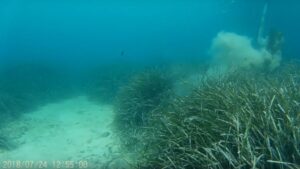 posidonia portocolom