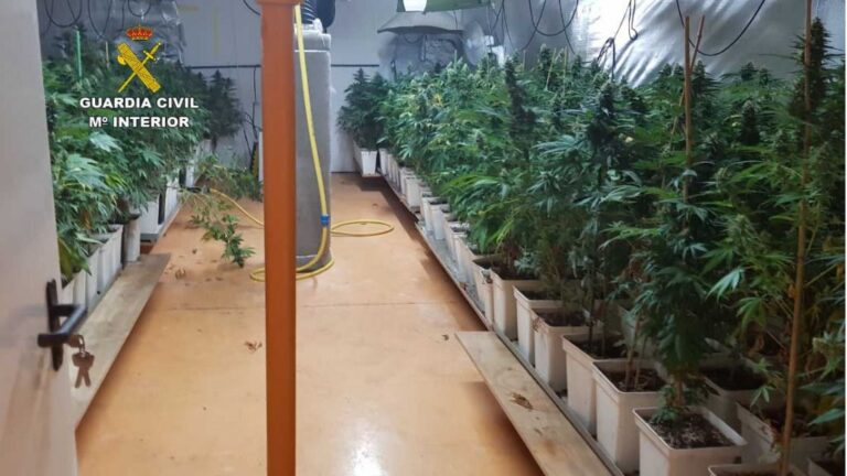 Imagen de la plantaci&oacute;n en Llucmajor