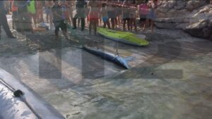 El tibur&oacute;n muri&oacute; y los bi&oacute;logos del Palma Aquarium lo sacaron del agua