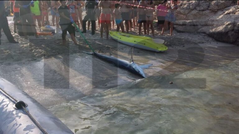 El tiburón murió y los biólogos del Palma Aquarium lo sacaron del agua