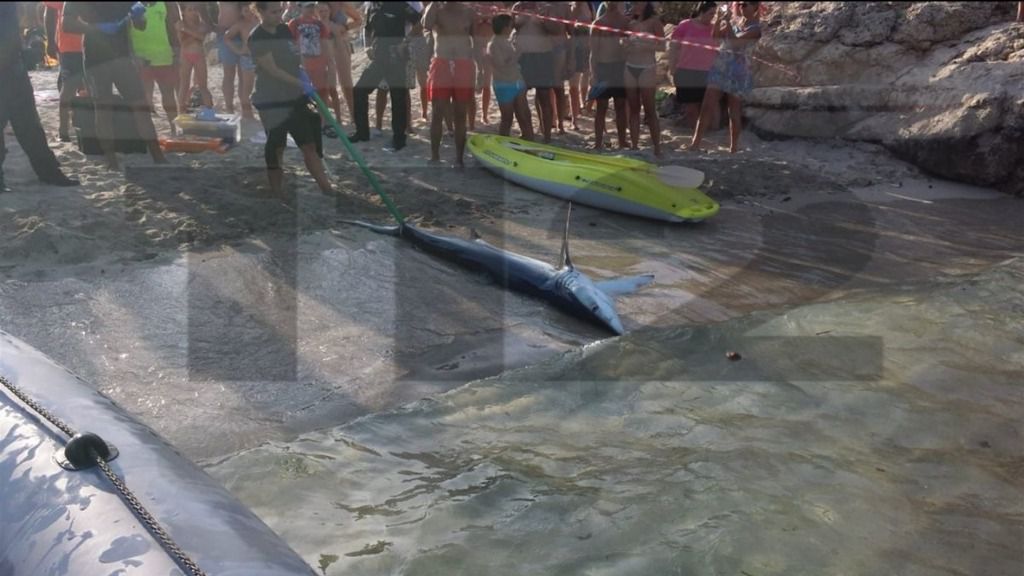 El tiburón murió y los biólogos del Palma Aquarium lo sacaron del agua
