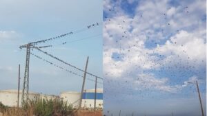 palomas torcaces palma