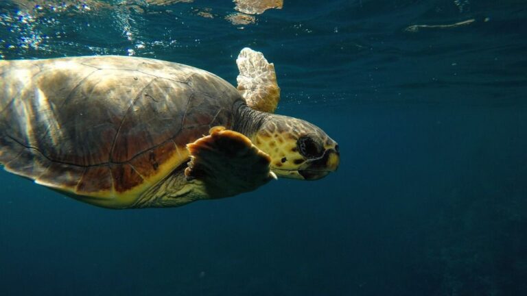 Aseguran que la presencia de la tortuga boba es "continua"