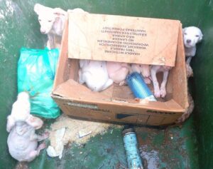 perritos abandonados inca