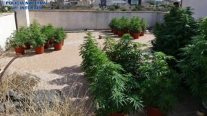 Imagen de las plantas en el exterior de la casa