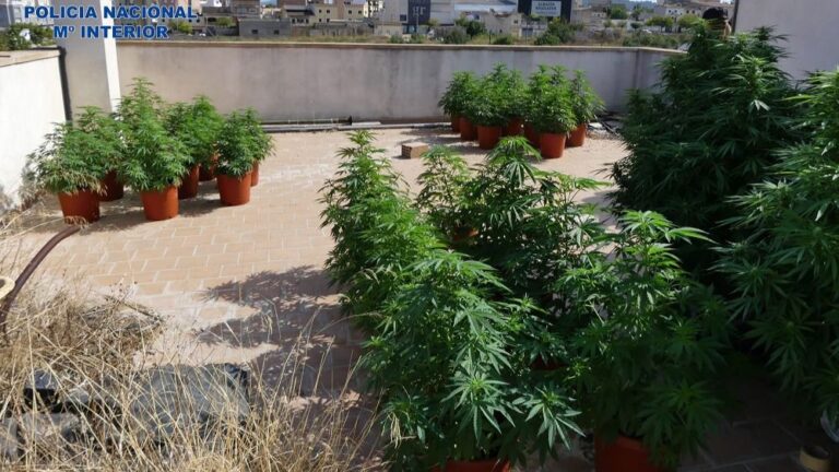 Imagen de las plantas en el exterior de la casa