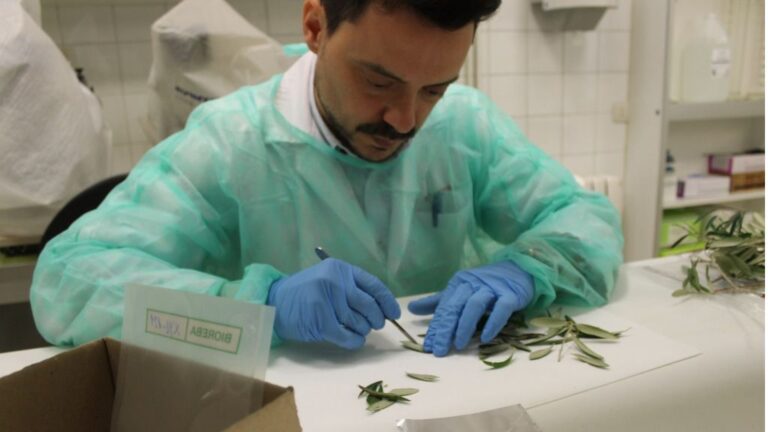 Xylella fastidiosa