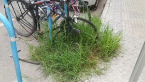 hierbas palma hierbajos