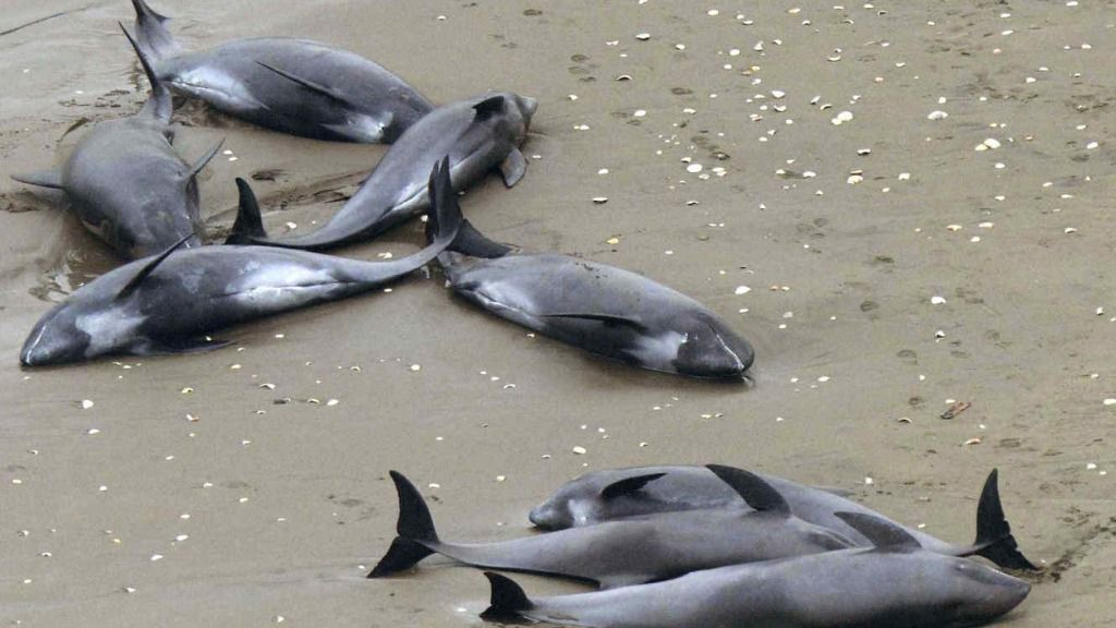 delfines muertos