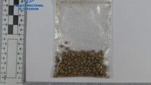 semillas de cannabis