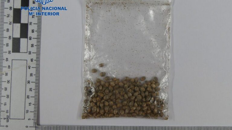 semillas de cannabis