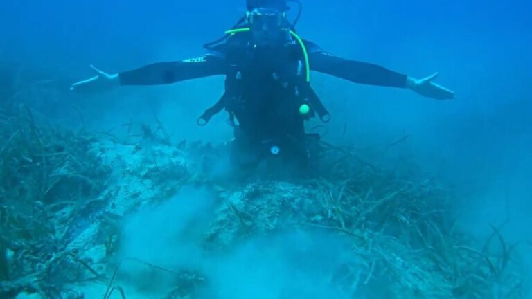 posidonia