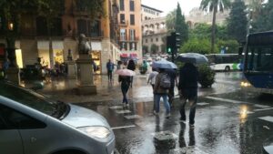 Palma lluvia
