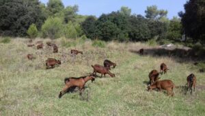 www.mallorcadiario.com_galerias-noticias_galerias_524004_cabrasserradetramuntana_1_