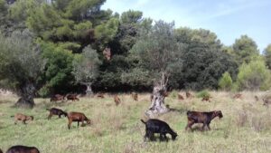 www.mallorcadiario.com_galerias-noticias_galerias_524004_cabrasserradetramuntana_2_