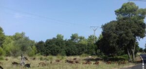 www.mallorcadiario.com_galerias-noticias_galerias_524004_cabrasserradetramuntana_3_