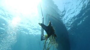 Posidonia, emisaris y fondeos
