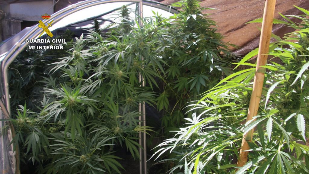 marihuana